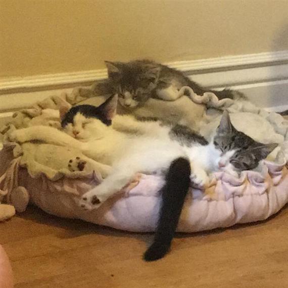 kittens