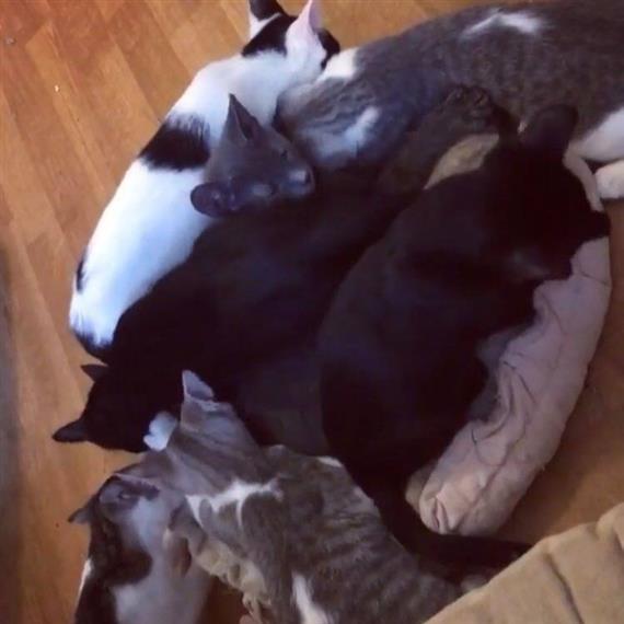 kittens