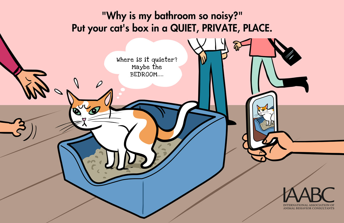litter box