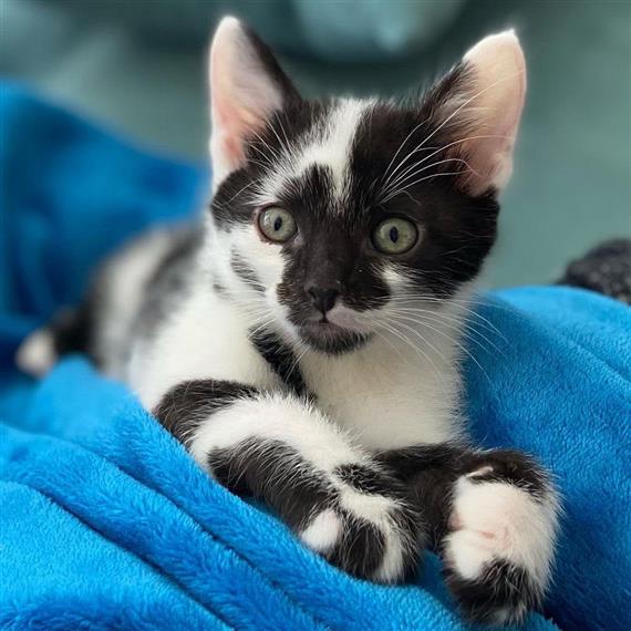 kitten