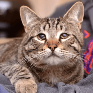 kitten