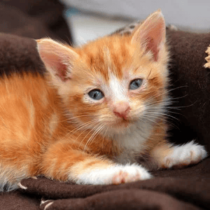 kitten