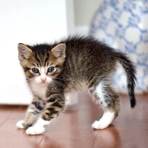 kitten