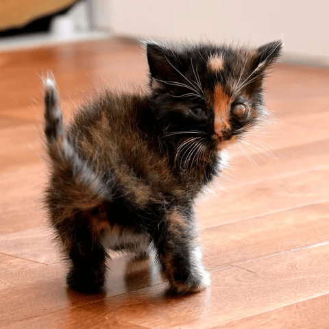 kitten