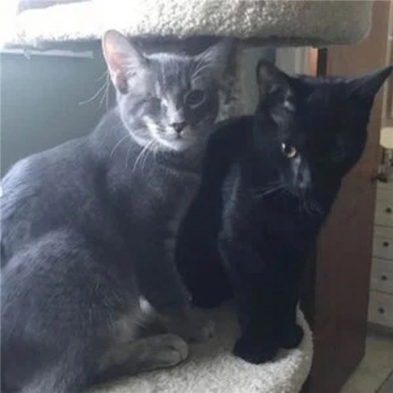 PIXEL + IVAN