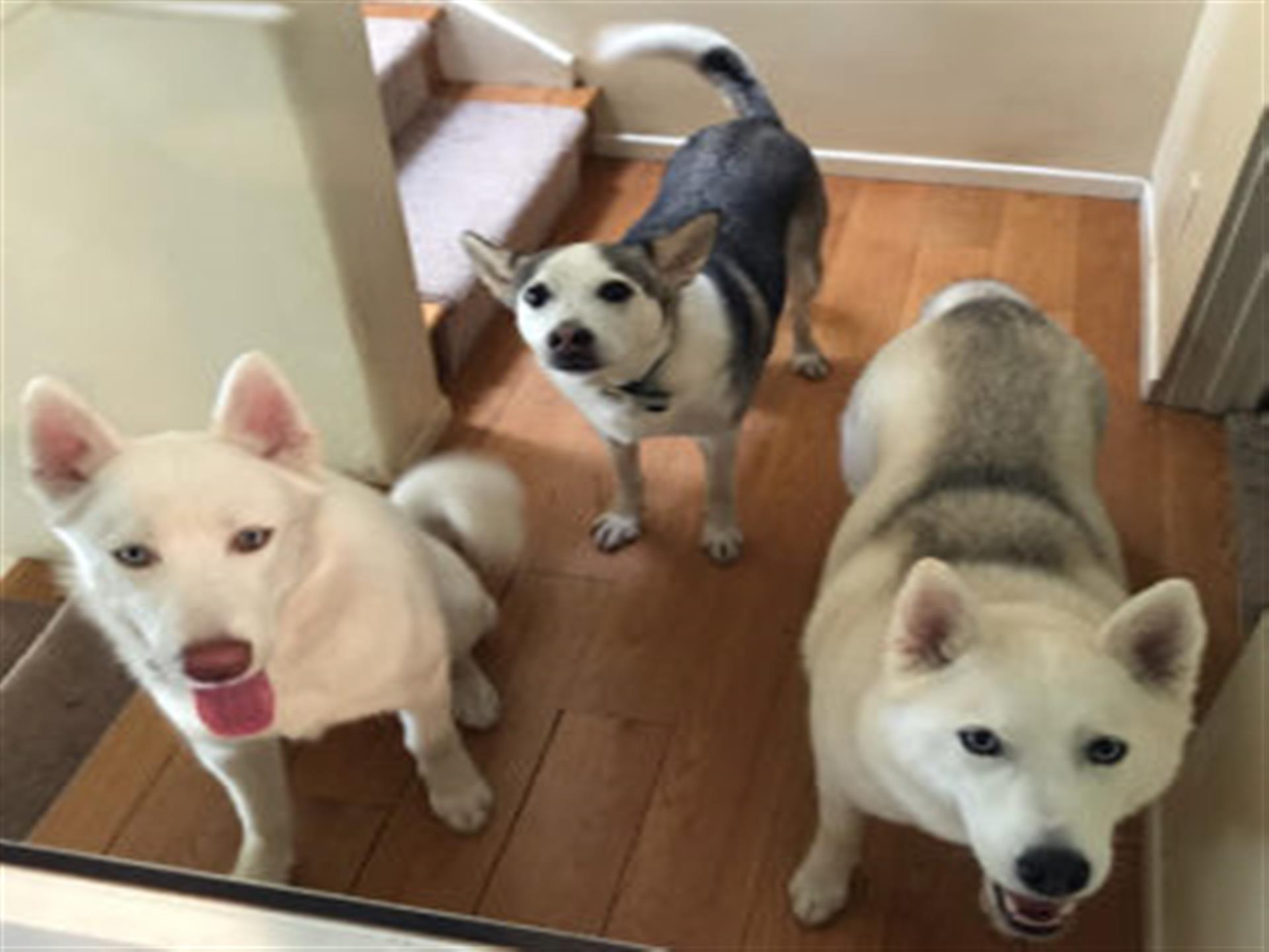 Heather's three dogs