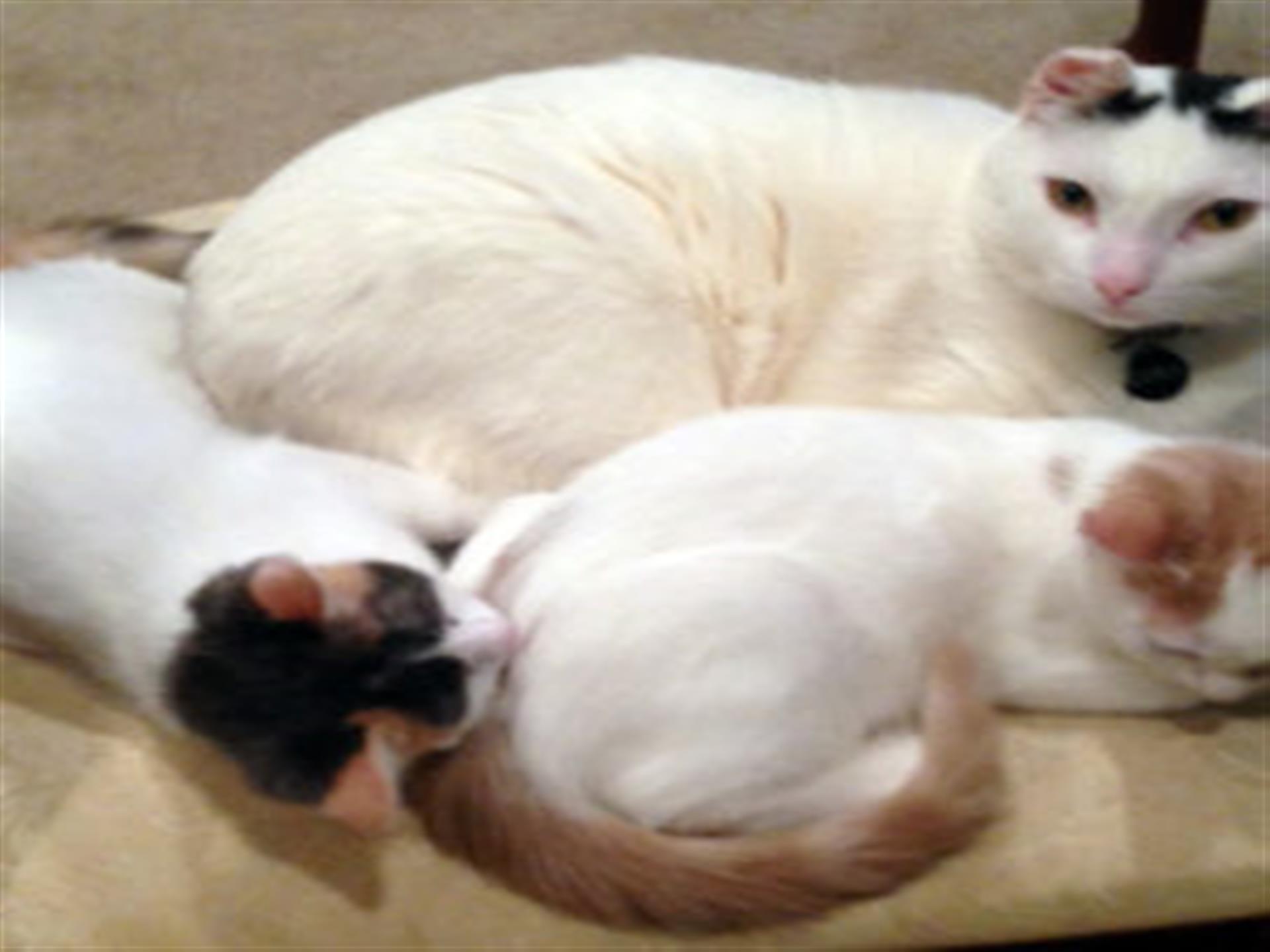 Heather's three cats