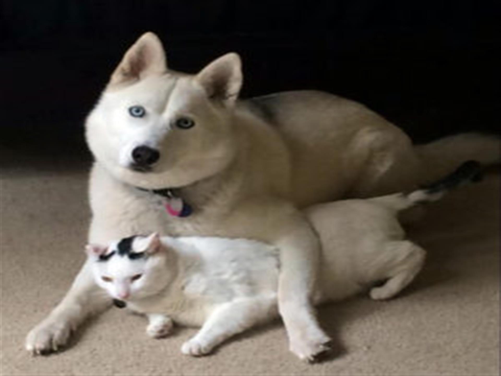 Heather's dog and cat