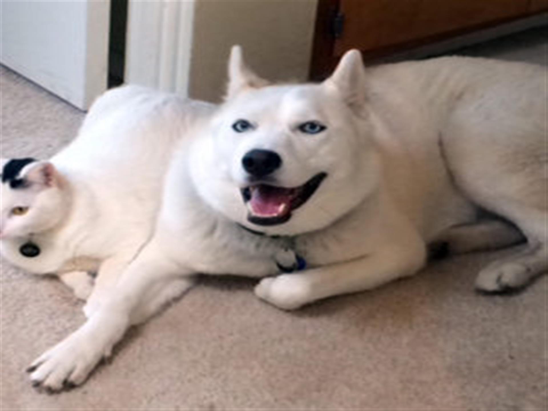 Heather's dog and cat