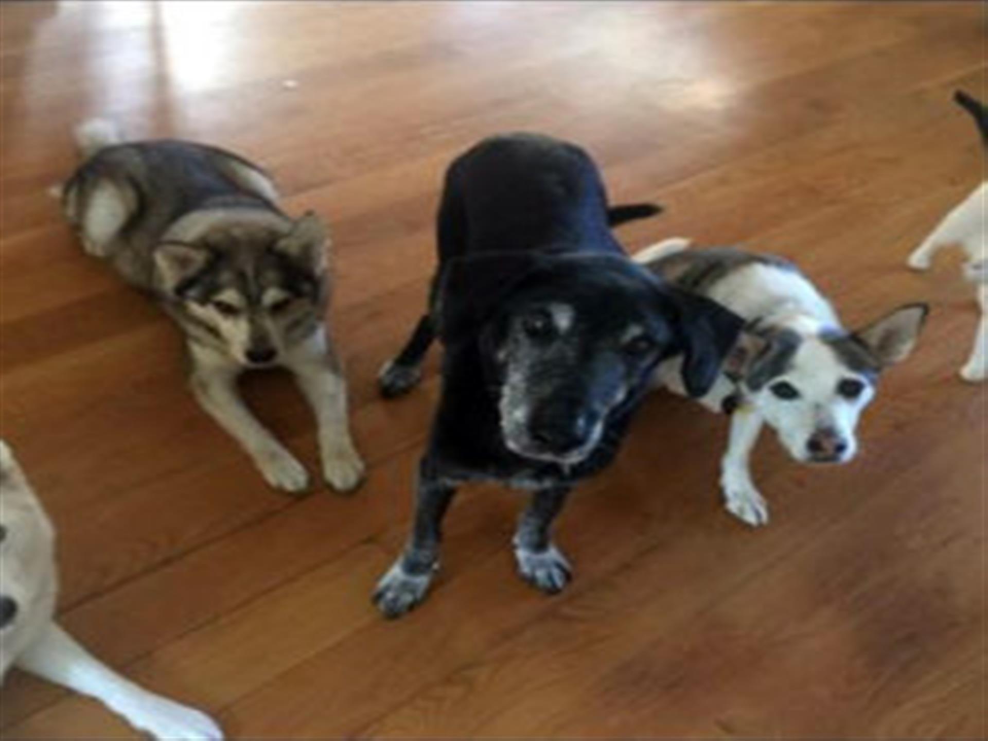 Heather's dogs