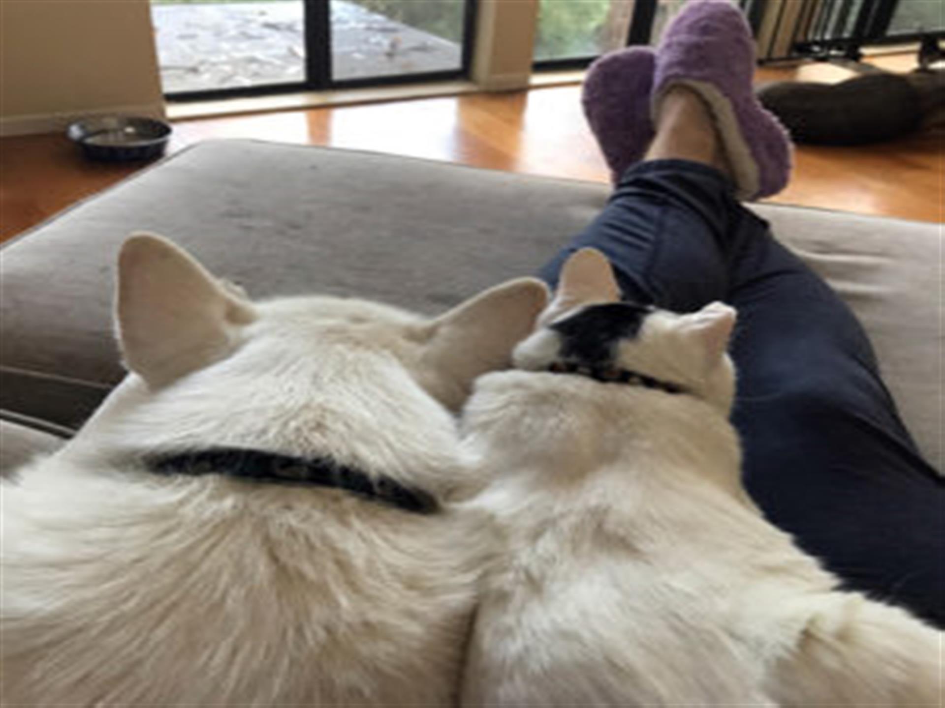 Heather's dog and cat