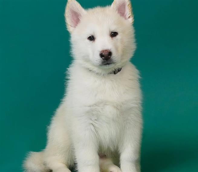 HUSKY