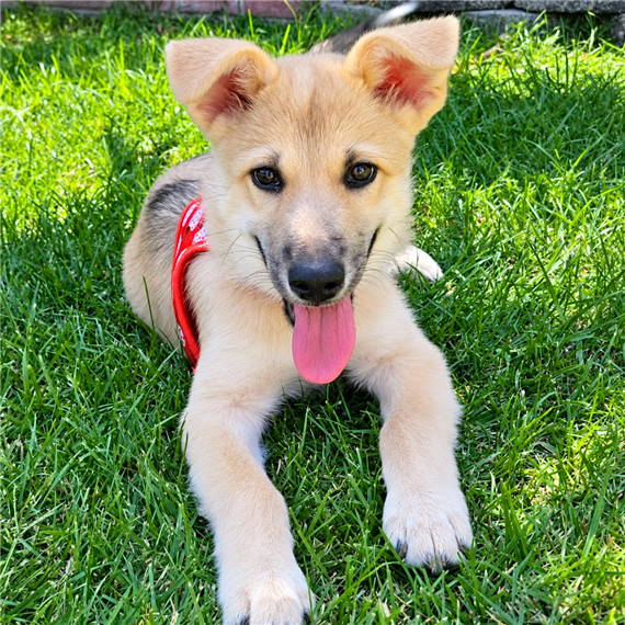 puppy