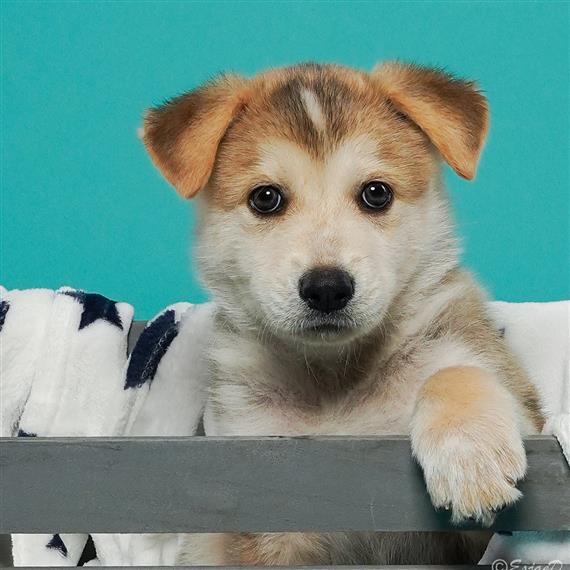 puppy
