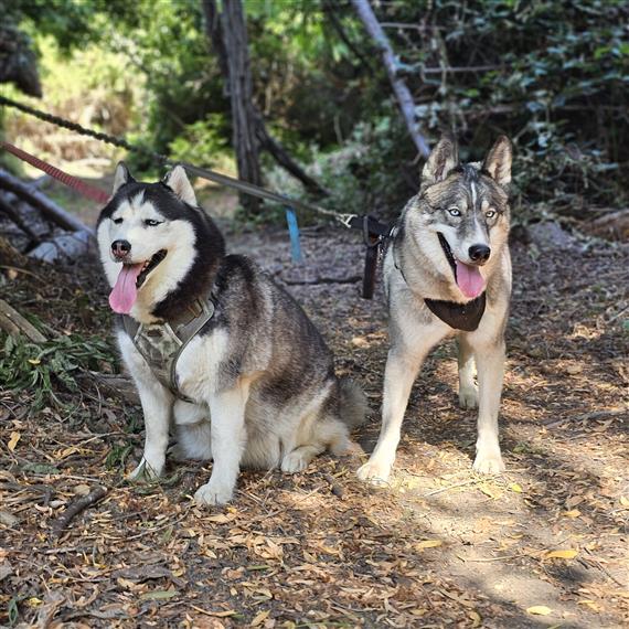Huskies