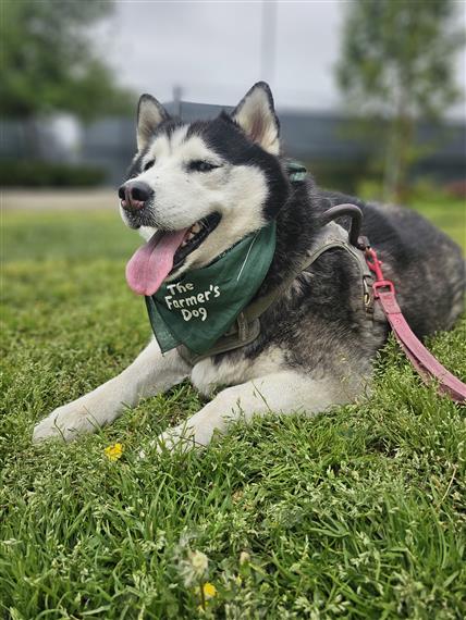 husky