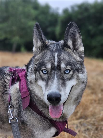 Husky